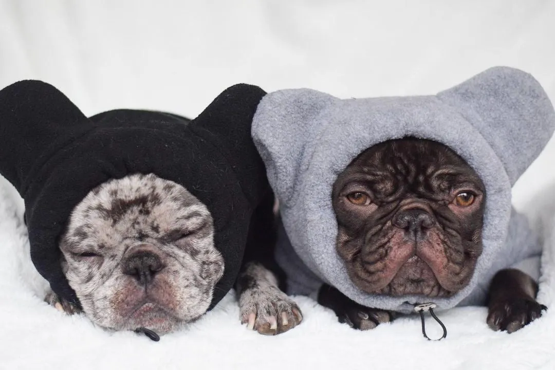 Frenchiestore Organic Dog Frenchie Ear Hoodie | Koala Bear