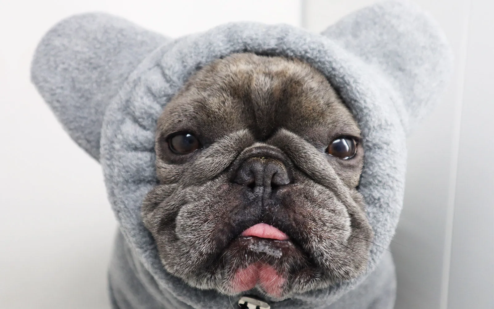 Frenchiestore Organic Dog Frenchie Ear Hoodie | Koala Bear