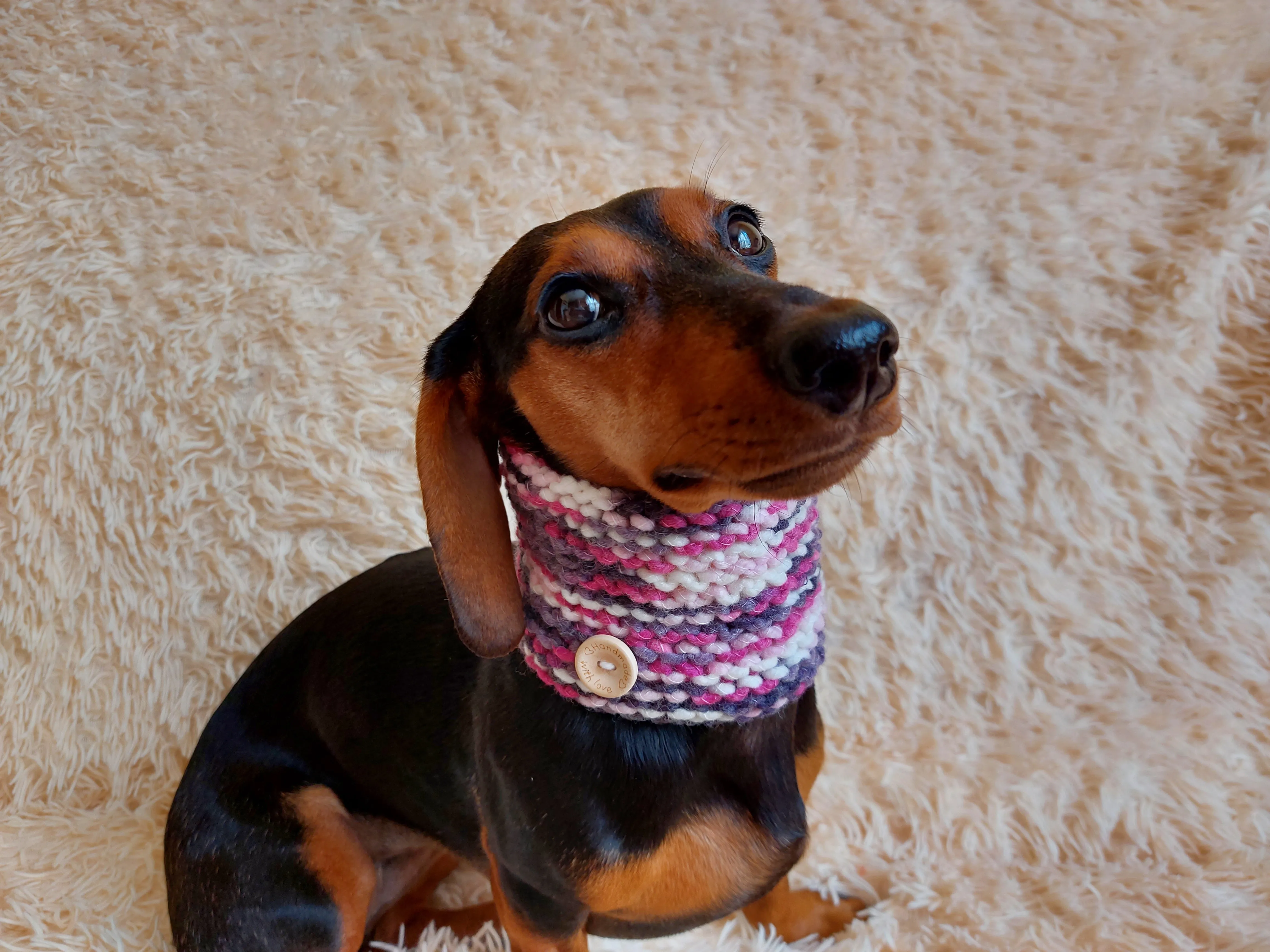 Scarf snood for dog, scarf snood for small dogs, snood for dachshund, scarf for dachshund